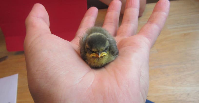 real life zazu bird