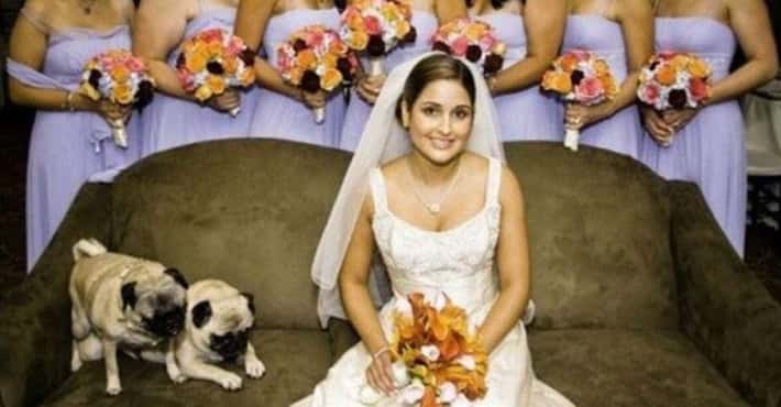 Delightful Animals at Weddings