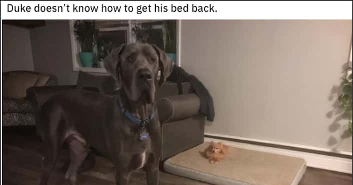 Doggos Whose Beds Have Been Stolen