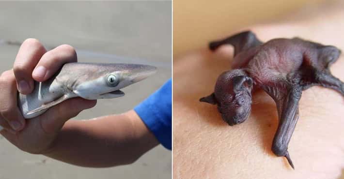 Baby Versions of Scary Animals