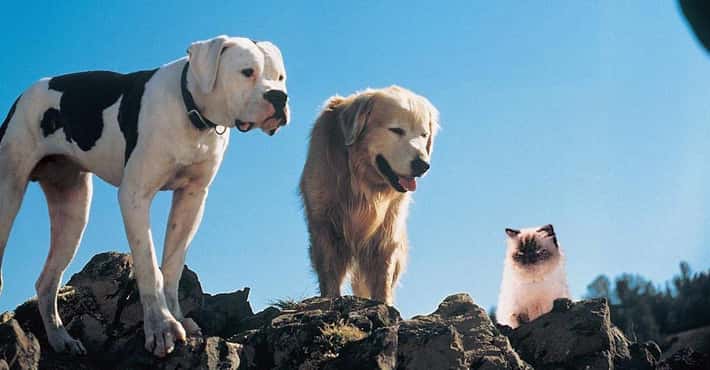 The Greatest Dog Movies Ever Made