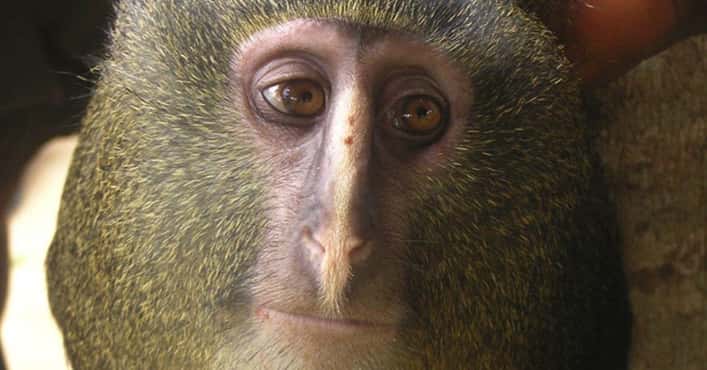 Lesula Monkeys Looks Familiar