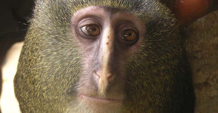 Lesula Monkeys Looks Familiar