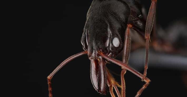 Creepy Bug Facts You'll Never Unlearn