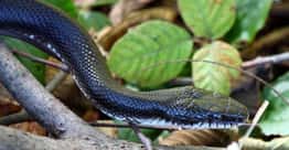 The Best Names For Black Snakes