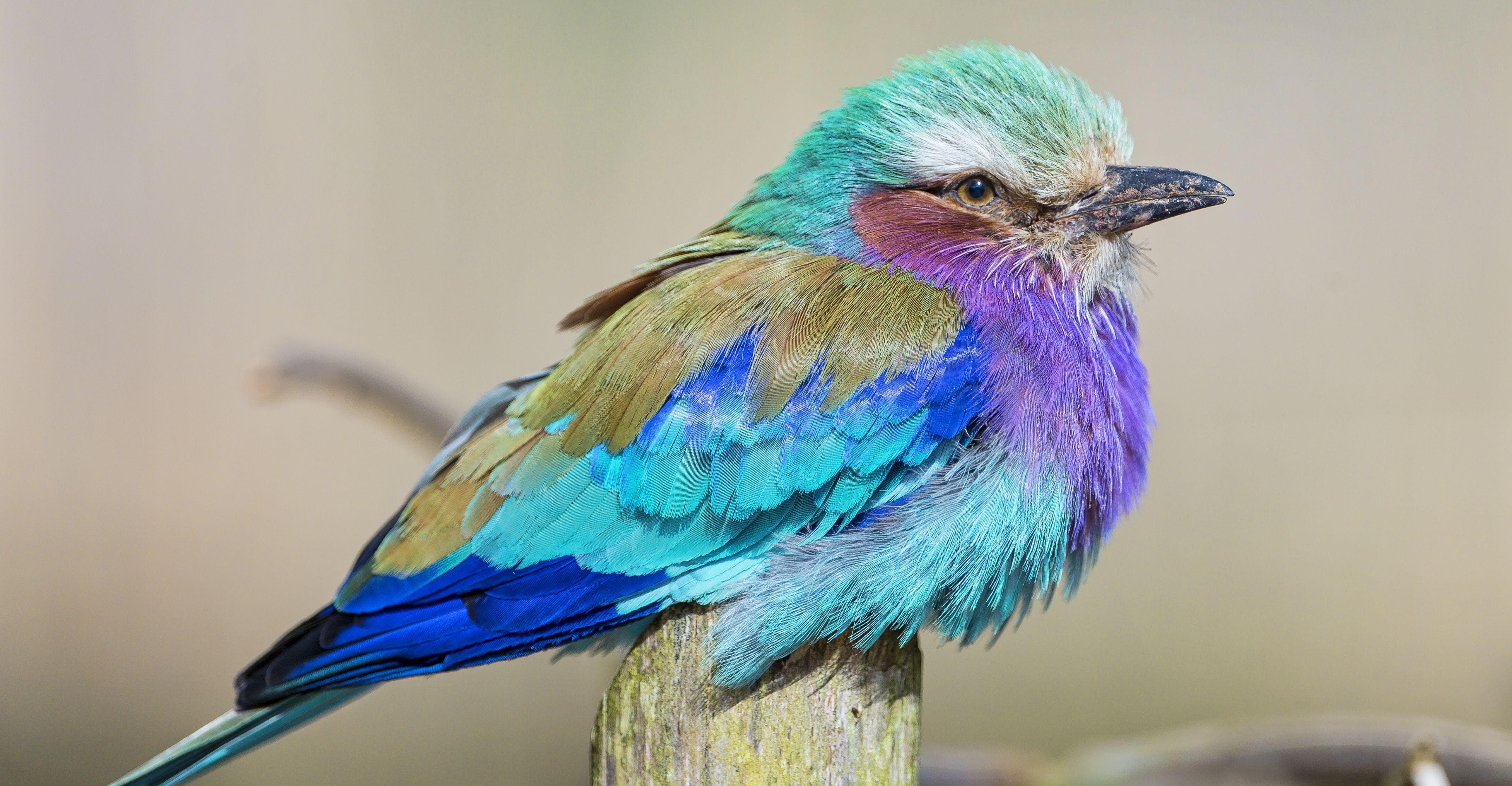 15 Stunning Photos Of Rainbow Animals Who Represent Every Color