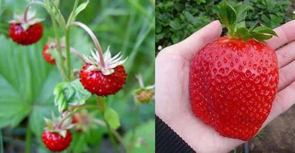 17 Pics Of Common Fruits And Vegetables As You Know Them Compared To Their Undomesticated Forms