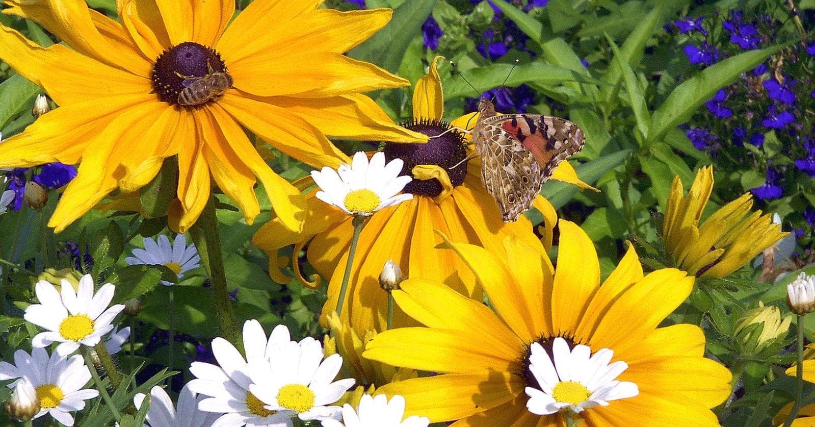 Alternative Flowers You Should Be Giving Besides Roses