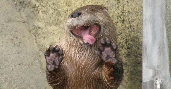 Otter Facts | List of Interesting Things About Otters