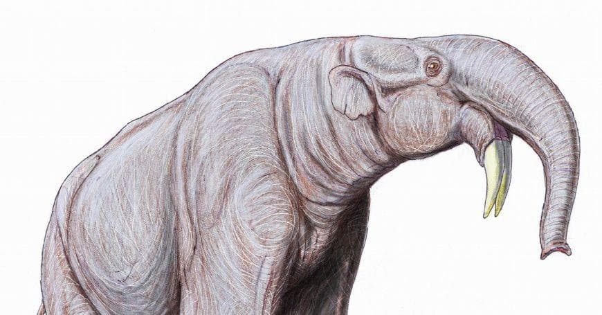 Modern Animals And Their Prehistoric Counterparts
