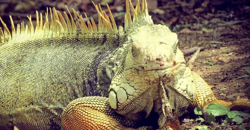 Funny Lizard Names | List of Cute Names for Iguanas