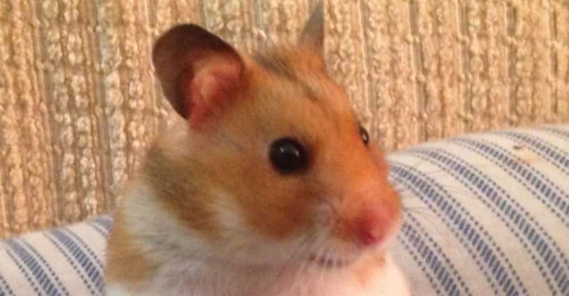 Funny Hamster Names List Of Cute Names For Hamsters