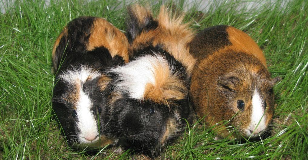 Funny Guinea Pig Names | List of Cute Names for Guinea Pigs