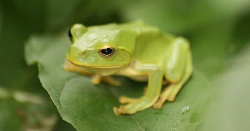 Funny Frog Names | List of Cute Names for Frogs