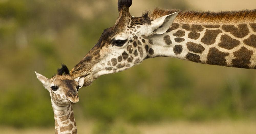 Cute Animal Parents | Photos of Mother and Baby Animals