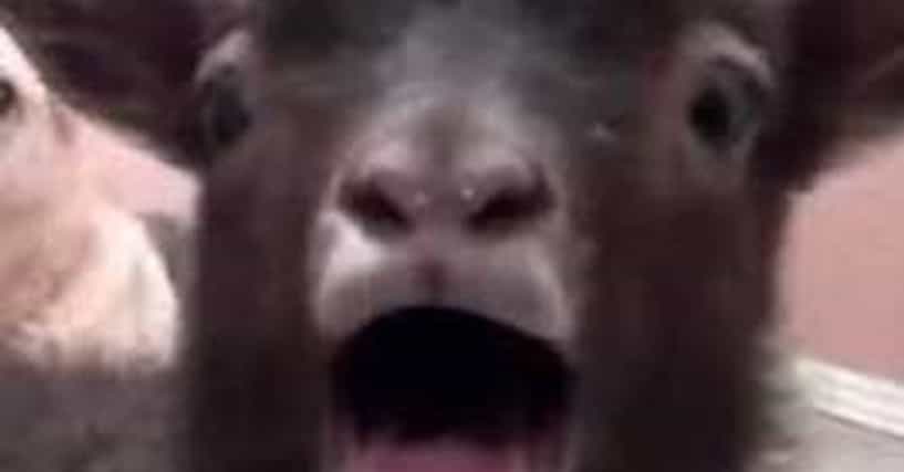 The Best Of The Goats Yelling Over Popular Songs Meme