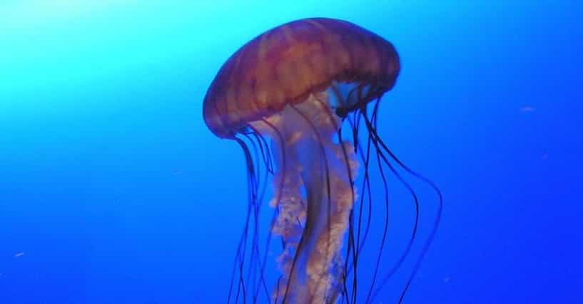 15 Amazing Looking Jellyfish