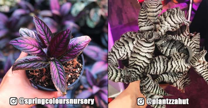 Goth Plants Perfect for Your Dark Days