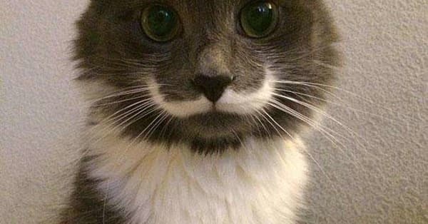 Animals with Distinctive Fur Patterns