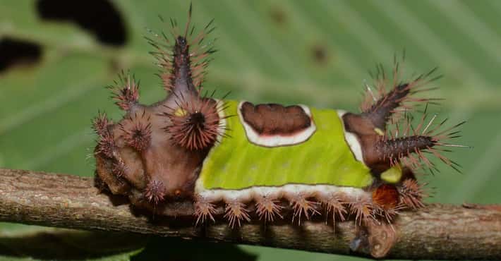 Freakish Caterpillars