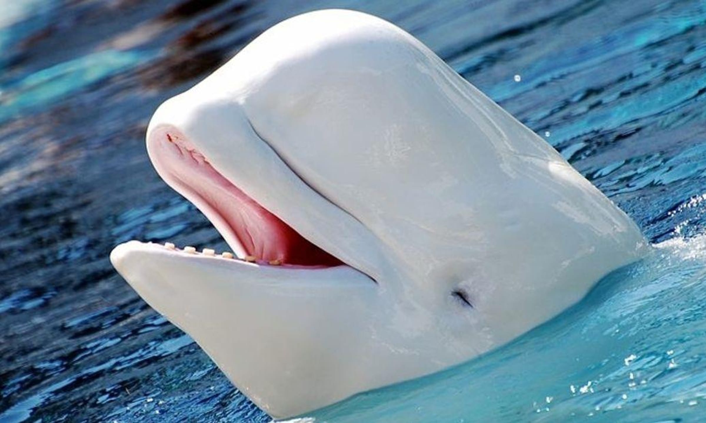 17 Creepy Photos Of Beluga Whales And Manatees