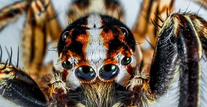 The Deadliest Spider Species