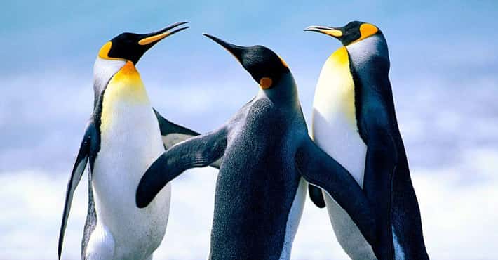 Penguins, The World's Cutest Waddlers 
