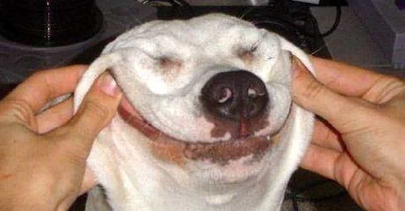 Creepy Dog Smiles | Photos of Weird Dogs Making Weird Faces