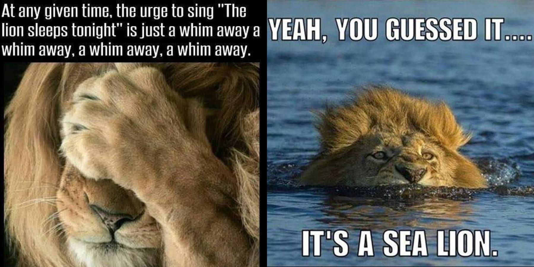 The 28 Funniest Lion Memes That Have People Roaring