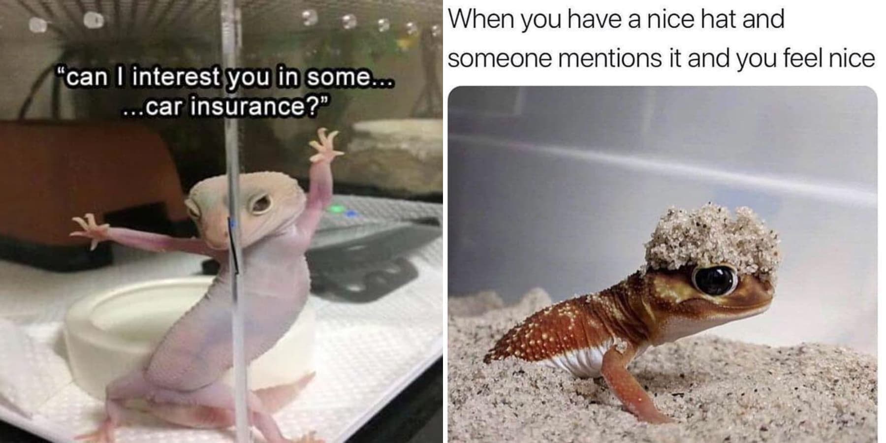 The 24 Funniest Lizard Memes All Reptile Lovers Will Appreciate