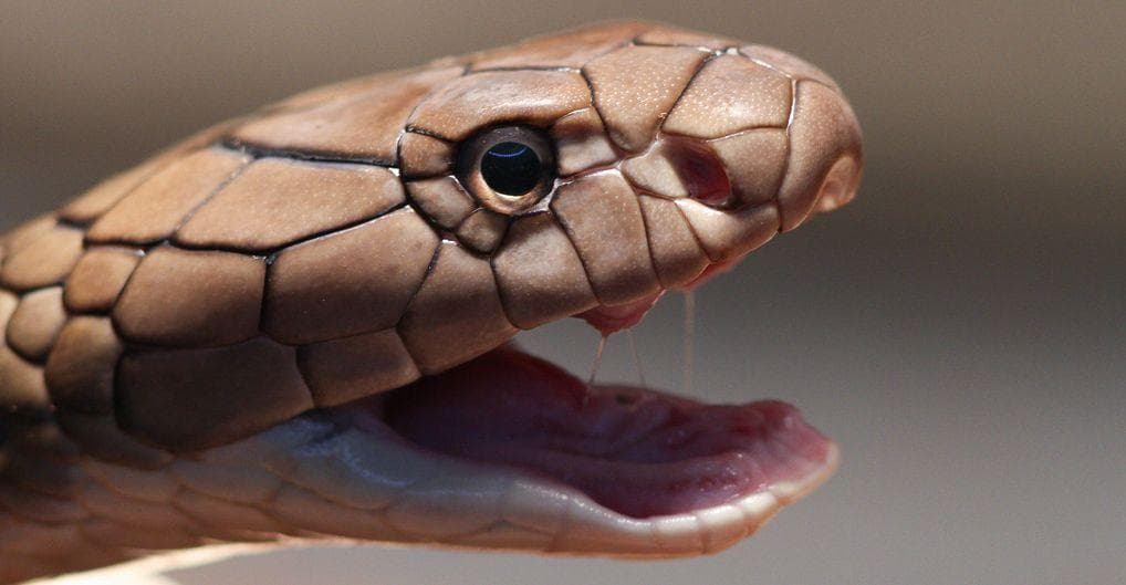 Watch a Snake Put On an Elaborate Death Performance