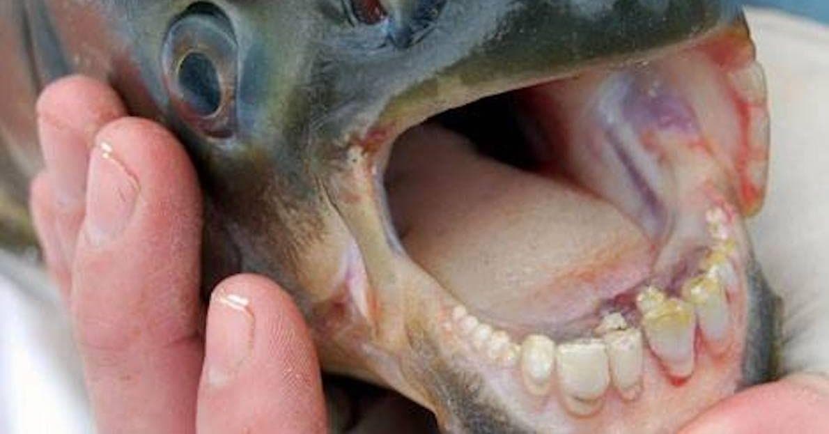 15 Terrifying Animal Mouths That Are Upsetting To Even Look At