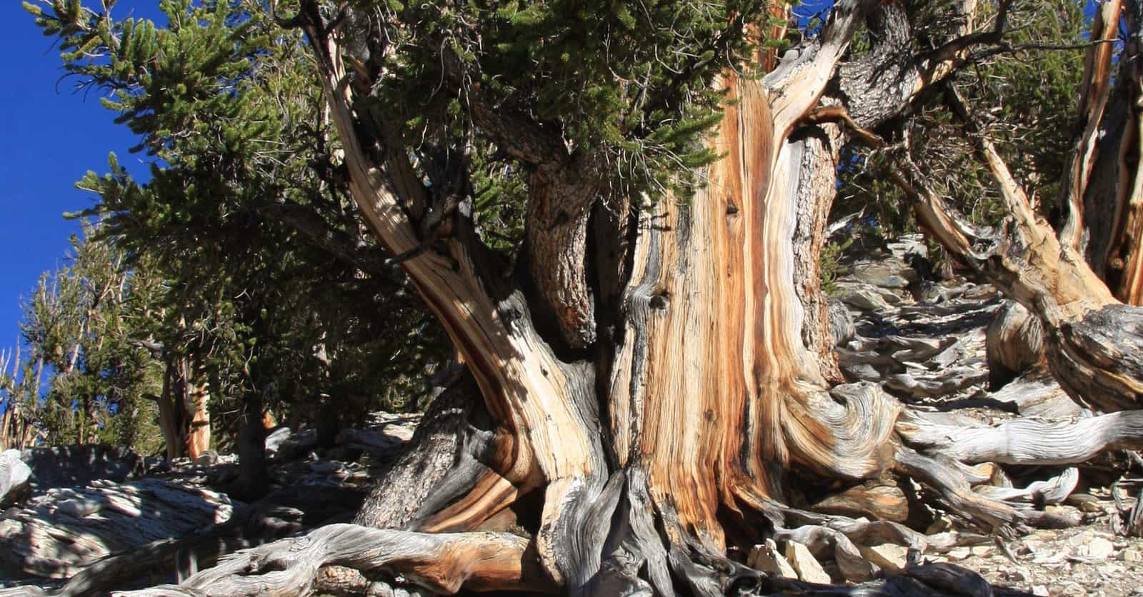 The Oldest Known Trees In The World