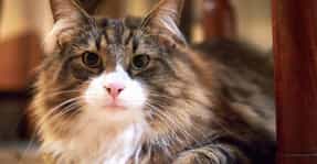 Pets Lists On Ranker