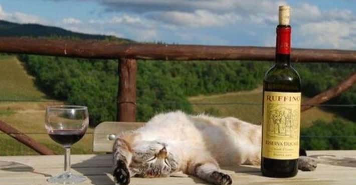 Cats Who Love Wine