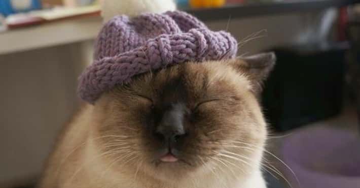 Just Some Cats Wearing Hats