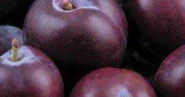 The Best Snacks Under 25 Calories