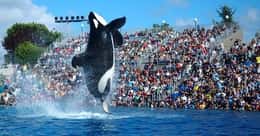 The 11 Most Awful Incidents to Ever Happen at SeaWorld