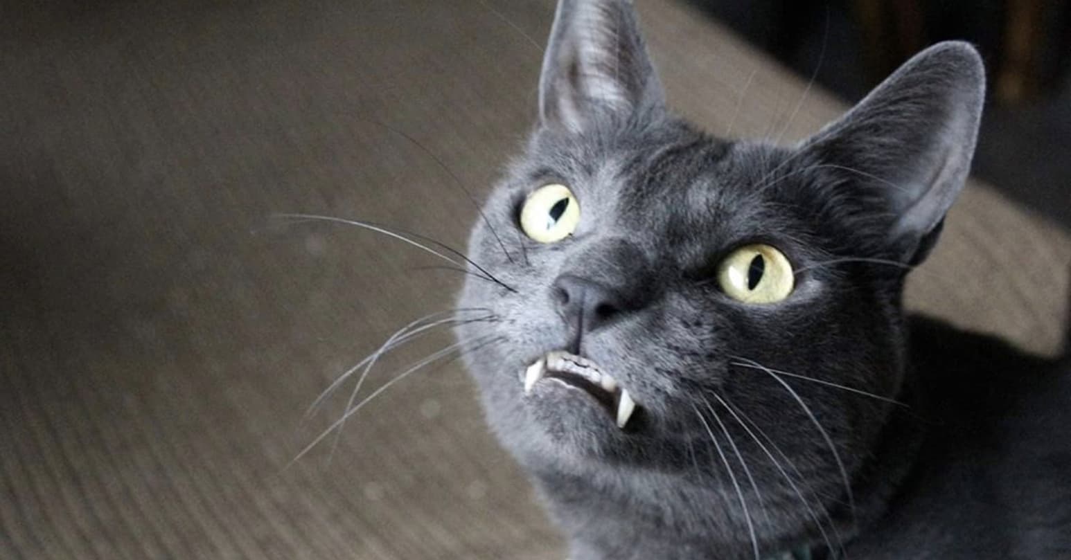 Wolfie The Cat Isn’t Just A Social Media Star And Mascot, He Has An Inspiring Story