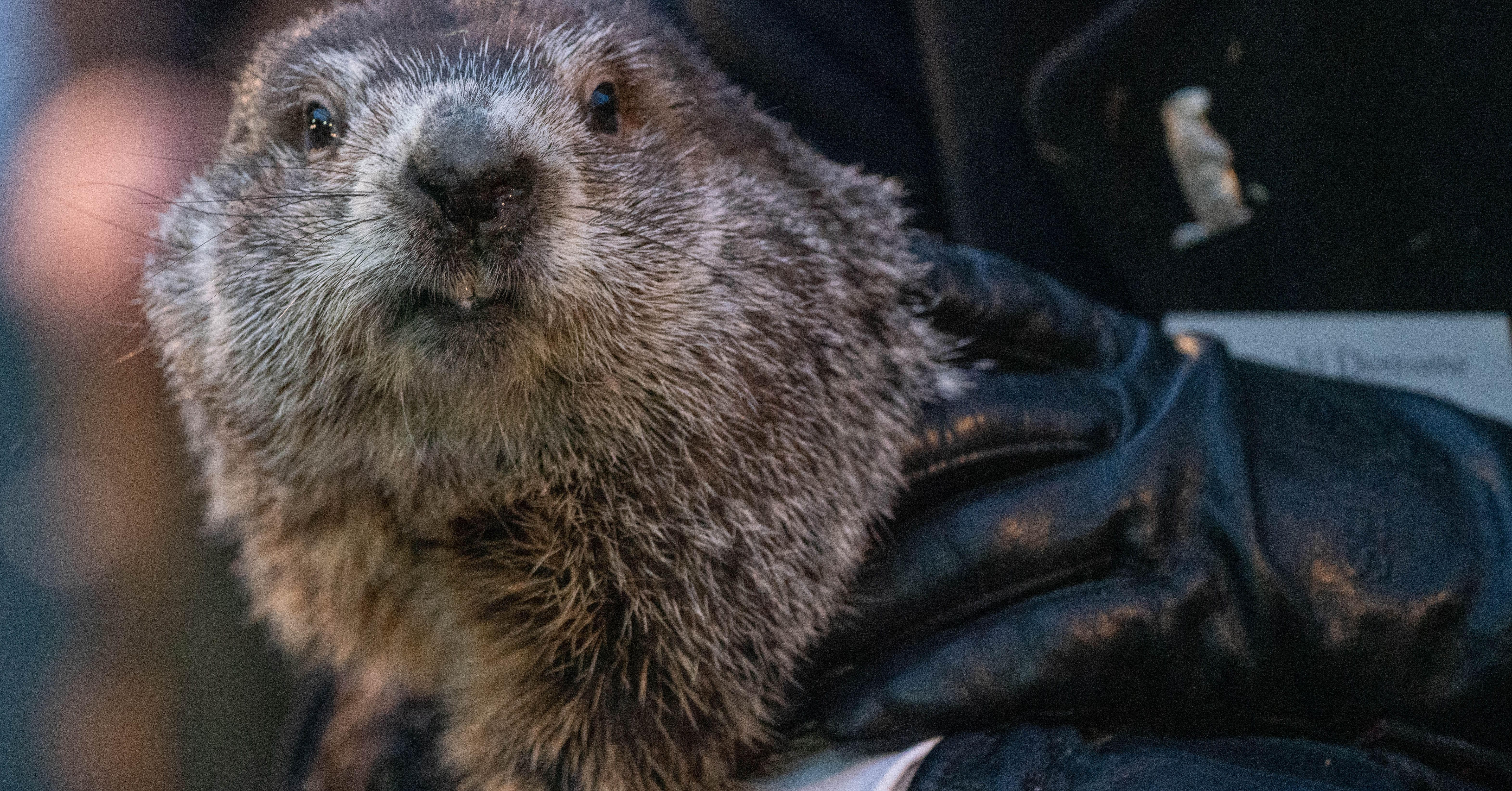 Where Groundhog Day Comes From And Why It Matters