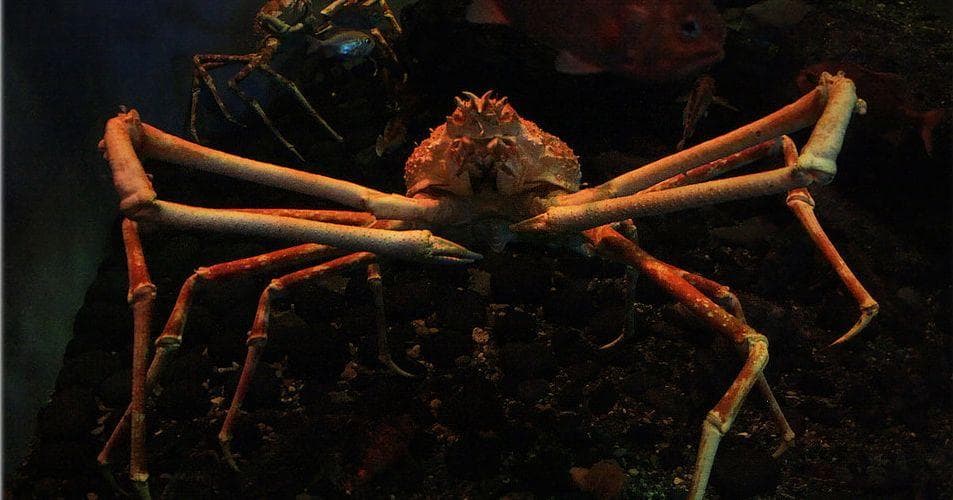 japanese spider crab size comparison