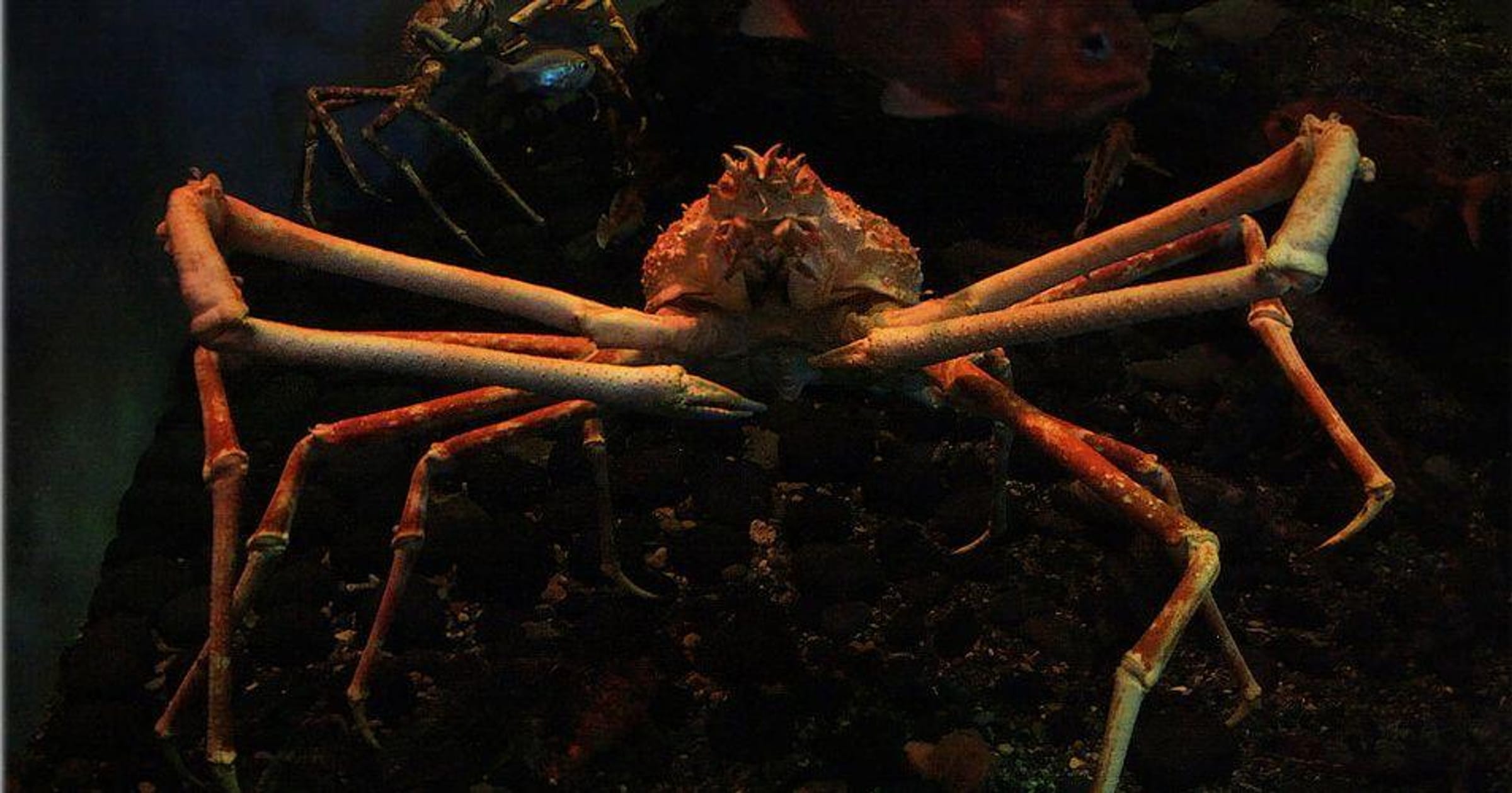 japanese spider crab compared to human