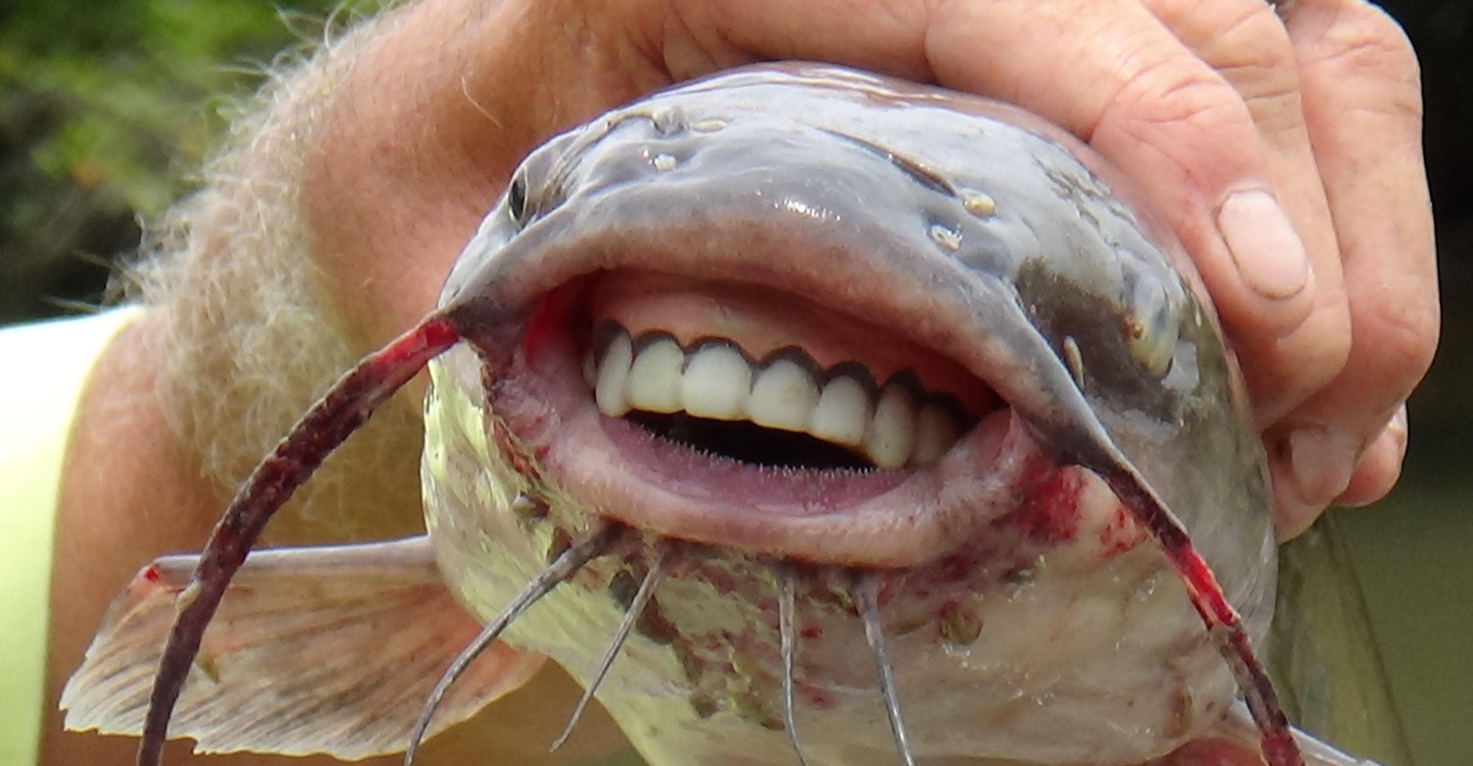 animals with human teeth