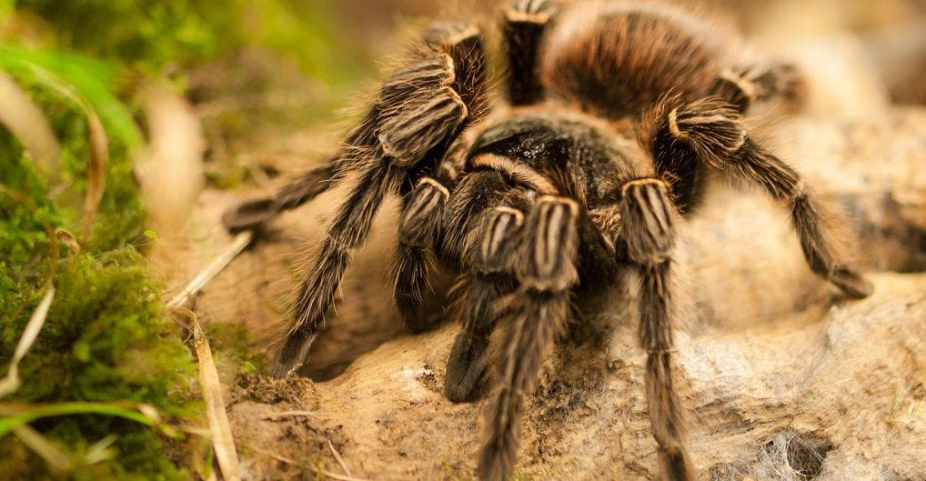 Things Most People Don't Know About Tarantulas