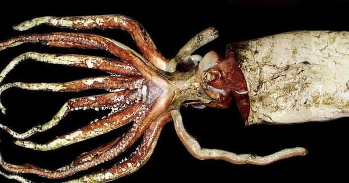 Giant Squids Are the Largest Invertebrates