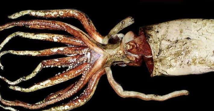 Giant Squids Are the Largest Invertebrates