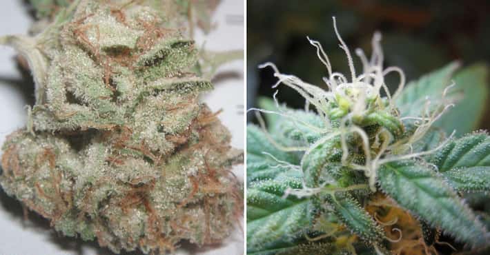 The Very Best Indica Strains