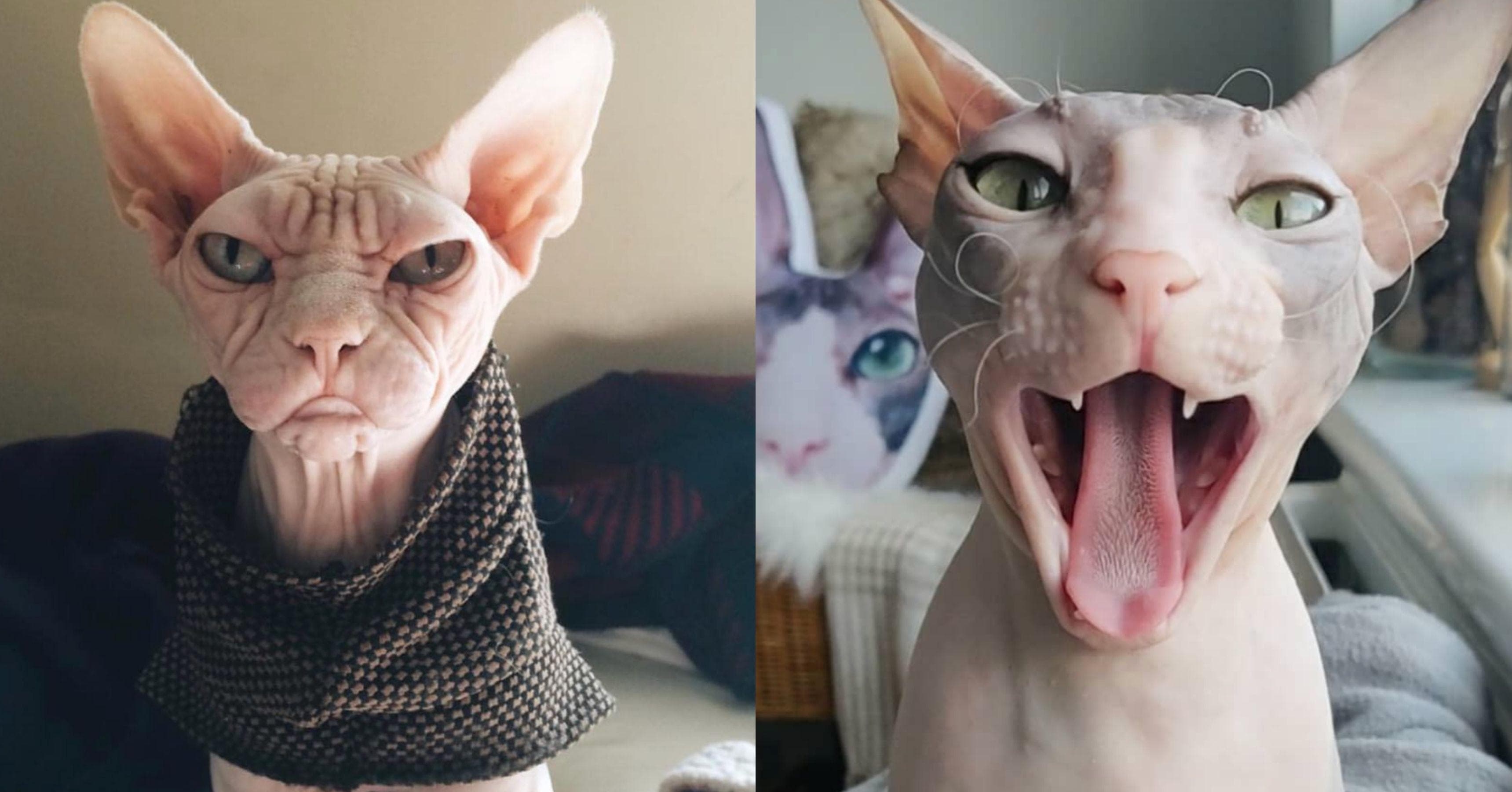 angry hairless cat