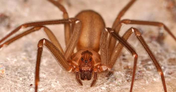 Up Close with the Brown Recluse