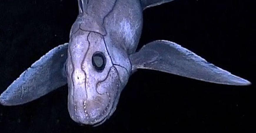 Scariest Deep Sea Creatures, Ranked By How Horrifying They Are